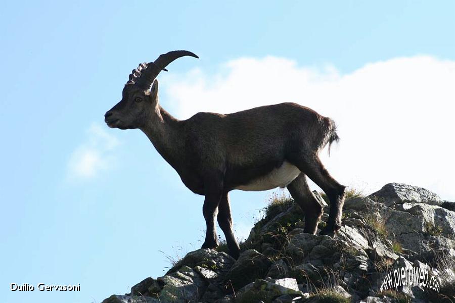 05 Stambecco al Passo di Salmurano.jpg